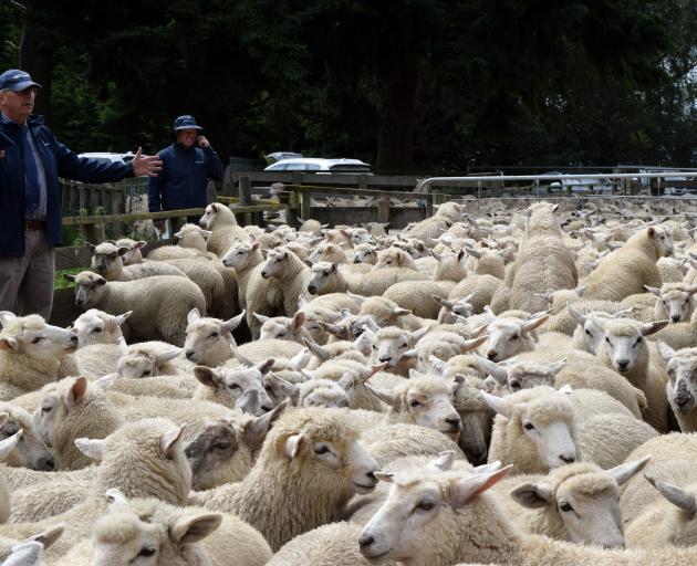 Auctioning Suftex and Romney cross lambs at Silverpeaks Station in Hindon are PGG Wrightson agent...