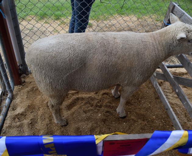 A Southdown ram won the champion sheep title at the show.