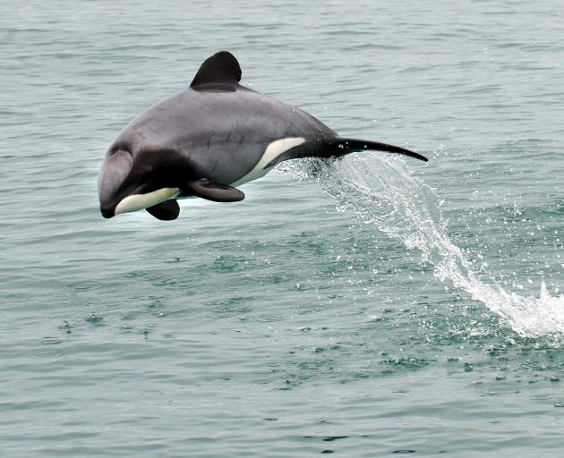 A Hector's dolphin. PHOTO: STEPHEN JAQUIERY