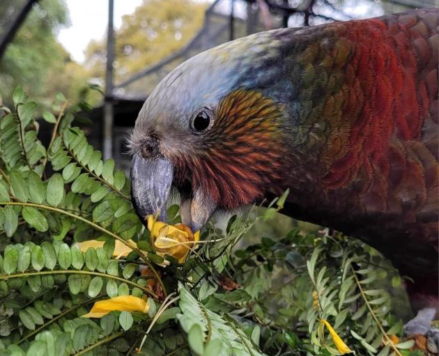 Charlie Girl at home in the Dunedin Botanic Garden aviary.PHOTO: SUPPLIED
