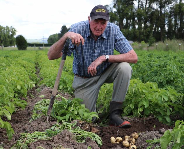 Gore market gardener Danny Burgess digs Swift potatoes in 2019. PHOTO: ENSIGN FILES 