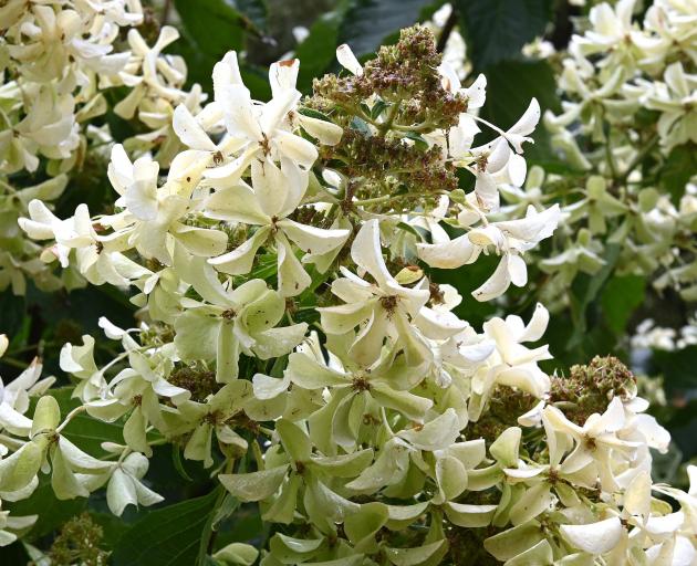 Hydrangea paniculata ‘‘Levana’’ at Dunedin Botanic Garden. PHOTO: LINDA ROBERTSON