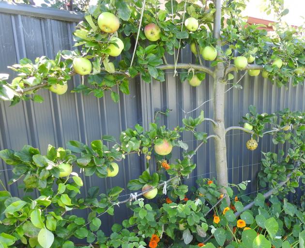 Cooking apple Peasgood Nonsuch is espaliered along the fence.