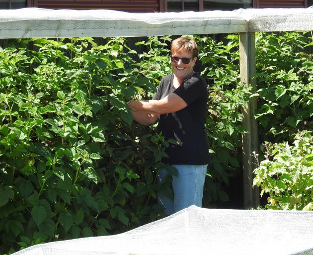 Sharon Fitzgerald tidies up her raspberry canes. She was very proud of her raspberry crop this...