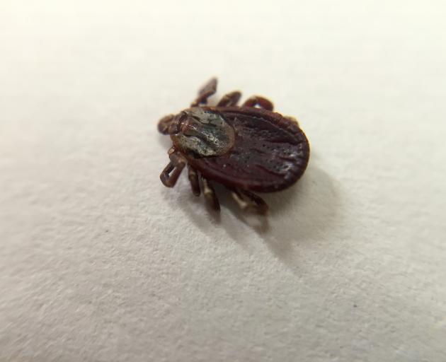 An adult American dog tick. PHOTO: GETTY IMAGES