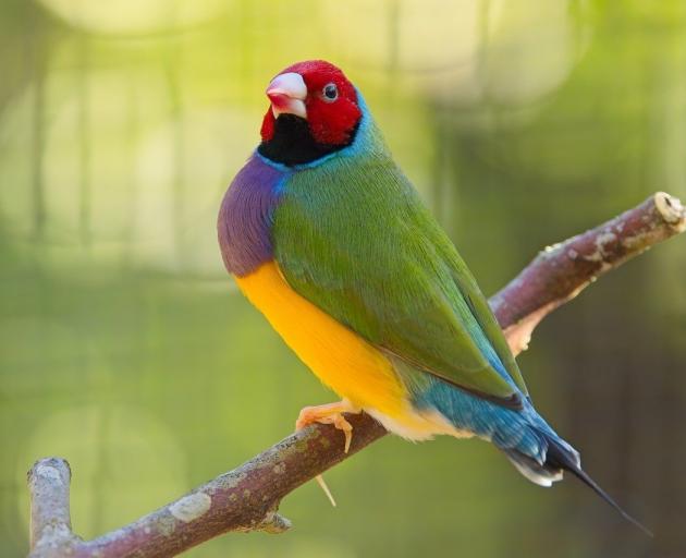 A female Gouldian finch at the Dunedin Botanic Garden aviary. PHOTO: NEALE MCLANACHAN