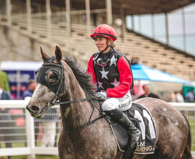 The Grey Goose will contest the White Robe Lodge WFA (1600m) at Wingatui tomorrow. PHOTO: MONICA...