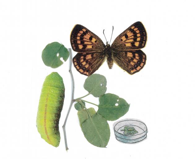 The copper butterfly. IMAGE: SUPPLIED