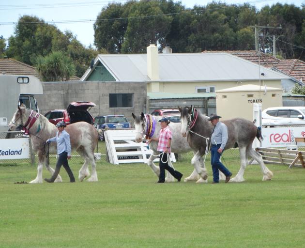 Some of the award-winning Clydesdale horses make their way around the showgrounds during the...