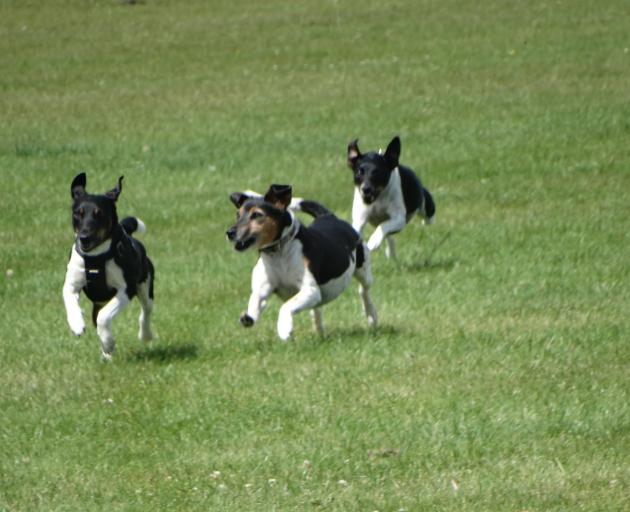 The terrier race was tight.