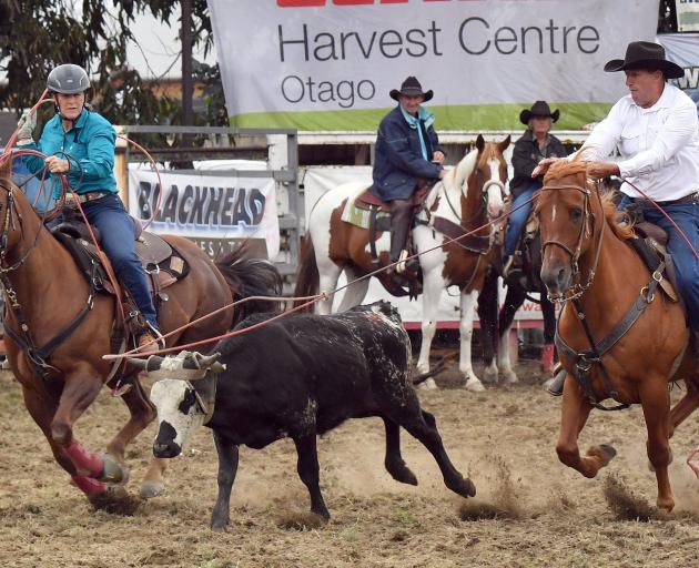 Snaring a steer in the open team roping event at the Outram Rodeo on Waitangi Day is Pat McCarthy...