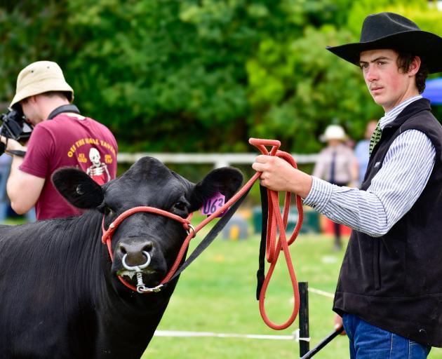 Showing an Angus heifer at Gore A&P Show and placing second in the intermediate herdsperson...