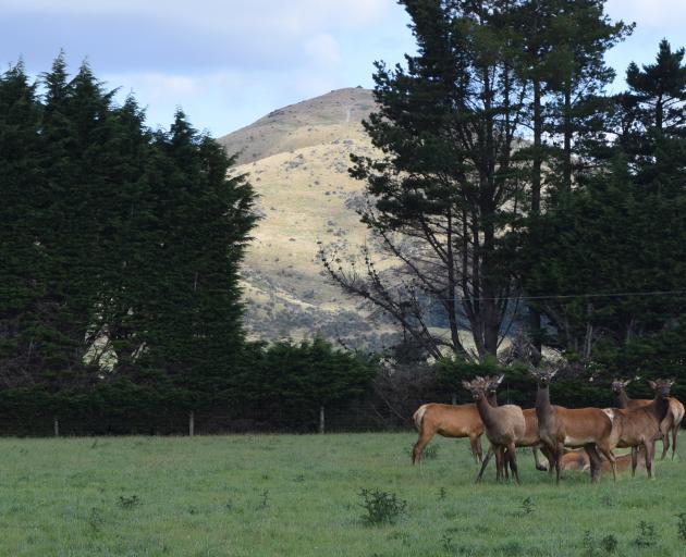 Two-year-old wapiti stags on Mararoa Station.