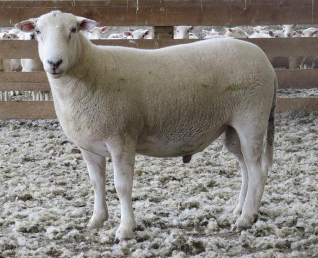 Tarata Hills ram 117/23 sold for $9500 in South Hillend. PHOTOS: KIRSTY HAYR