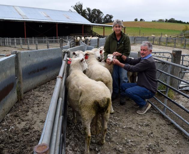 The scrotum of a teaser ram at AgResearch Invermay campus.