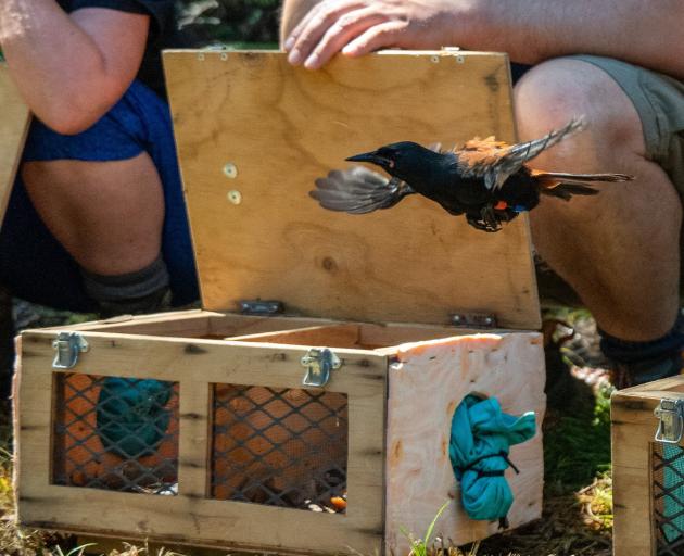 Tīeke are released at Orokonui in January. PHOTOS: TAYLOR DAVIES-COLLEY