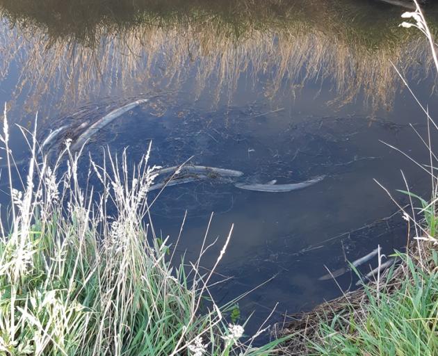 The eels were found dead in the Low Burn stream near Brydone, south of Gore in February. Photo:...