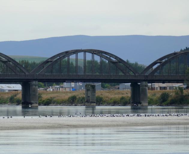 Gulls rest on a gravel bank extending across the Clutha River near the Balclutha Bridge yesterday...