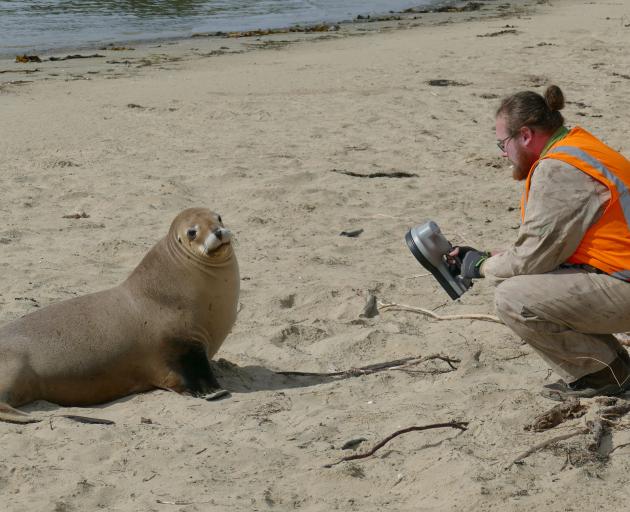 Doc Murihiku biodiversity ranger Lance Hay uses a chip scanner to identify a tagged female New...