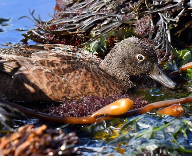 The Campbell Island teal has been able to return to the island after being nearly eaten to...