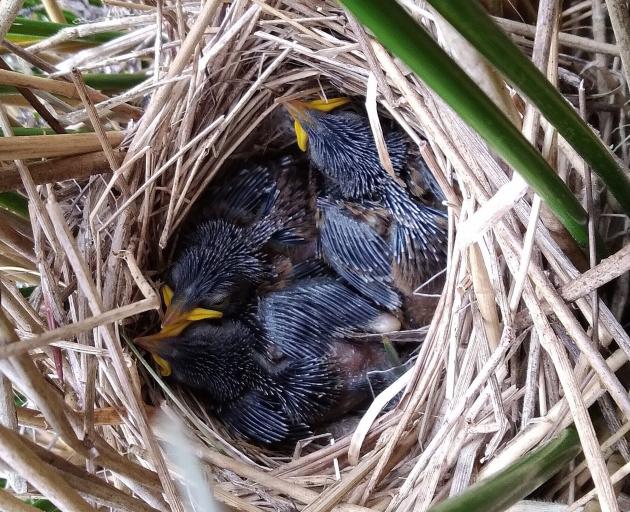 Ground-nesting mātātā chicks. PHOTO: FRANCESCA CUNNINGHAME