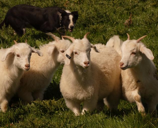 Cashmere goats have found a new home at John and Jane Harrison’s sheep, beef and deer property...