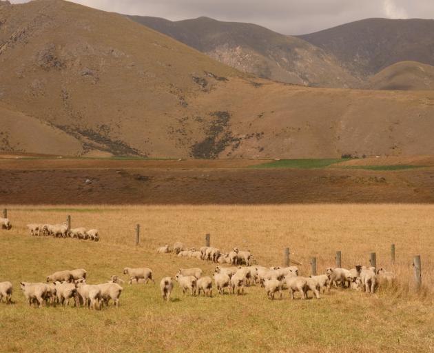 Young lambs graze on developed paddocks at Mt Possession station near a fenced-off stream feeding...