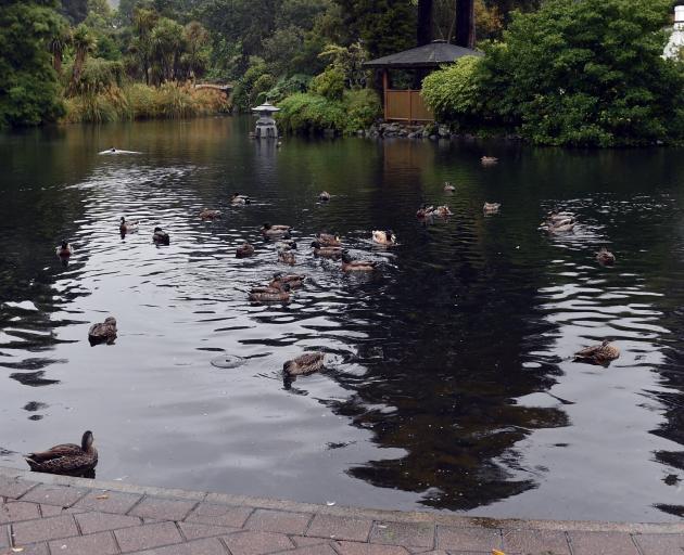 The incident happened at the Dunedin Botanic Garden duck pond. Photo: ODT Files