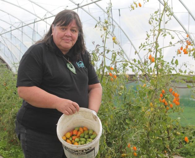 Koha Kai founder Janice Lee helps with the last harvest of the tomatoes from the organisation’s...