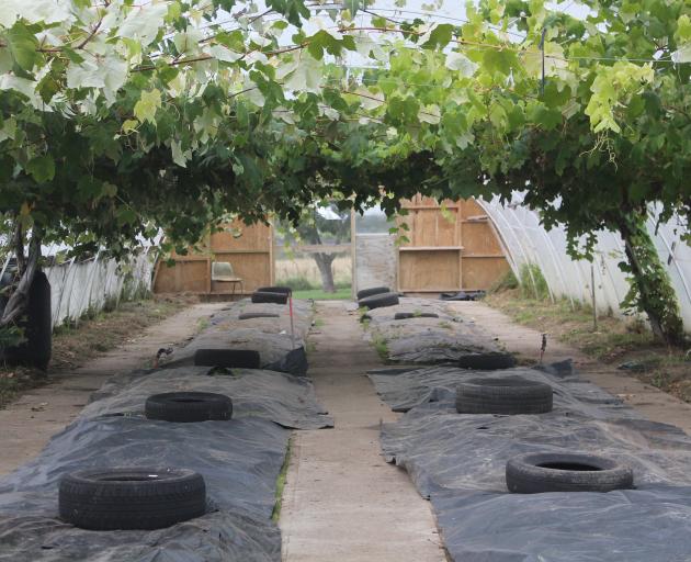 Koha Kai’s garden in Ascot provided fresh vegetables not only for the organisation’s kitchen but...