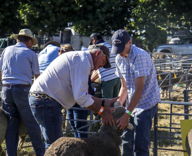 Judge Andrew Calvert on the lookout for one of the best merino sheep in that category. PHOTO:...