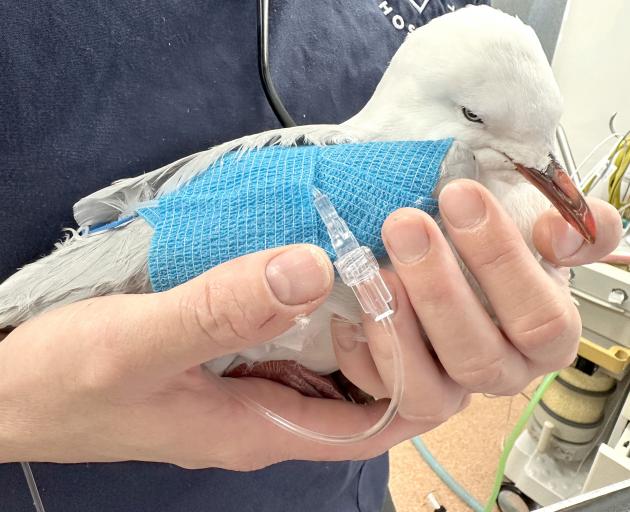 A red-billed seagull is on the mend at Dunedin Wildlife Hospital after a violent attack in North...