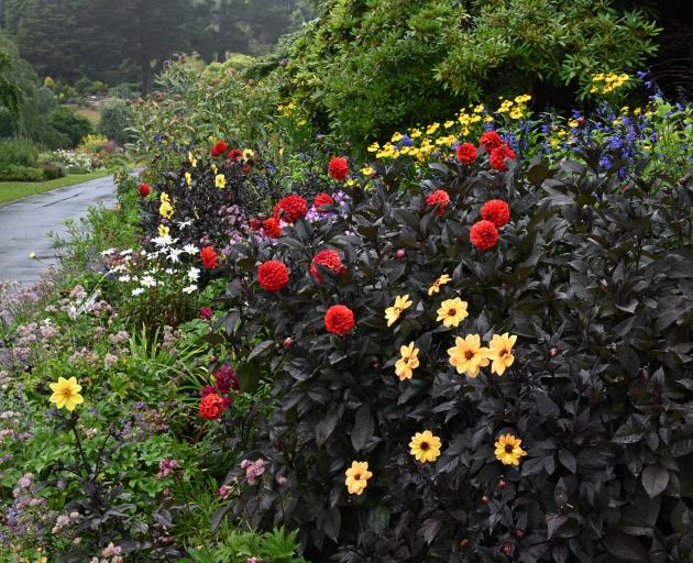 Dahlias in the herbaceous border at Dunedin Botanic Garden. PHOTO: LINDA ROBERTSON.