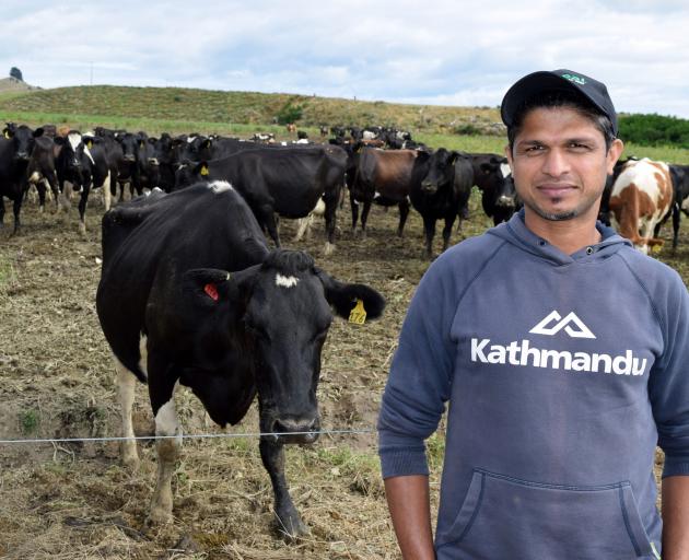 Dairy farm manager Janaka Hewa Alankarage and the milking herd at a turnip crop on a stop at a...