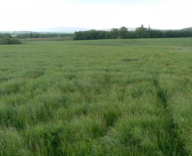 Use of nitrogen aids grass growth on farms. PHOTO: ODT FILES