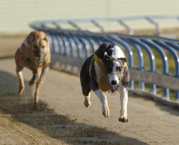 Thrilling Clare in action at Forbury Park in 2006. PHOTO: GERARD O'BRIEN