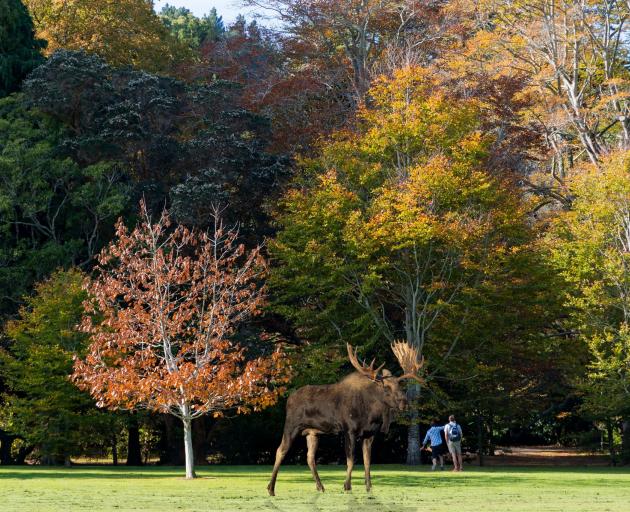 Dunedin City Council posted on social media that there was a ‘‘loose moose’’ sighted at Chingford...