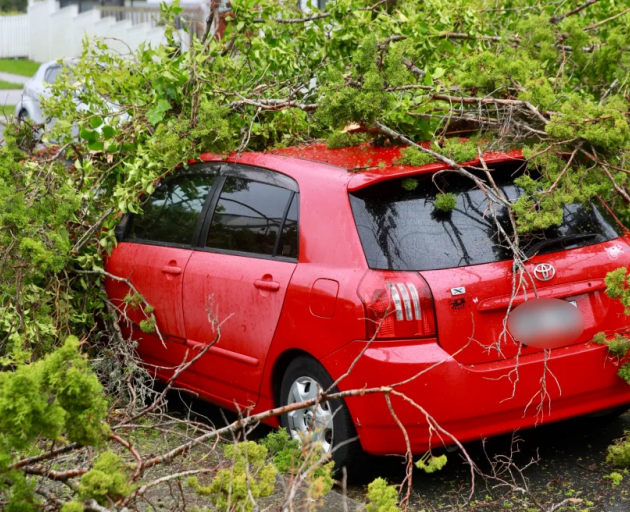 A tree down across Northboro Road in Belmont on the North Shore during Cyclone Tam. Photo: RNZ /...