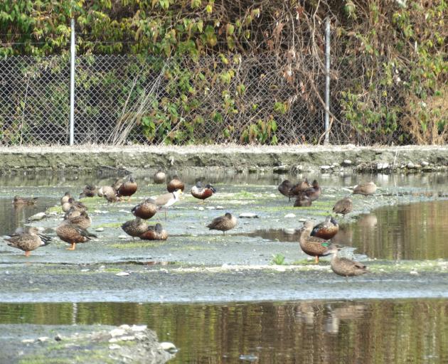 Waterfowl on the Shotover wastewater treatment plant's failing disposal field increase the risk...