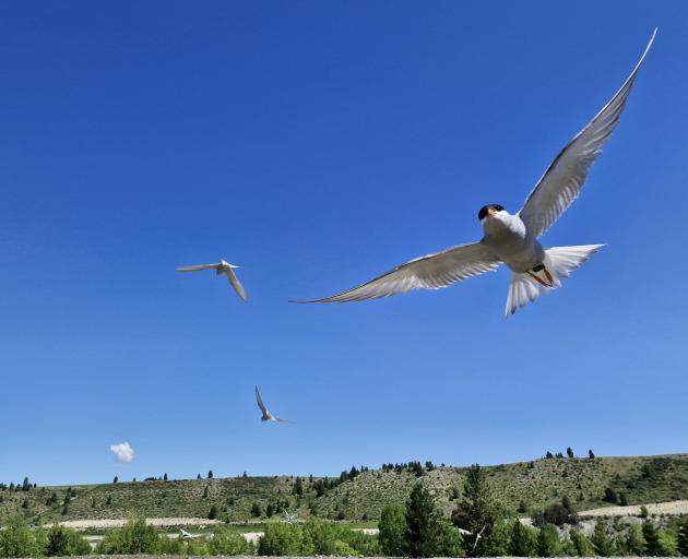 A colony of black-fronted terns/tarapirohe near Twizel has fought through plenty of adversity to...