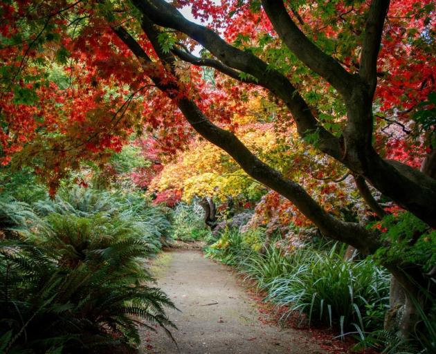 A diverse garden. PHOTO: ODT FILES