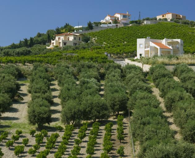 Vineyards in central Iraklio Province, Crete.