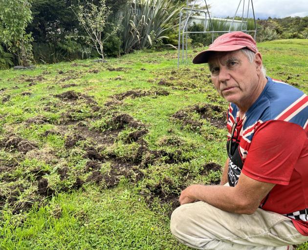 Kumara resident Phil Payne is calling for action to cull the wild boars that are destroying...