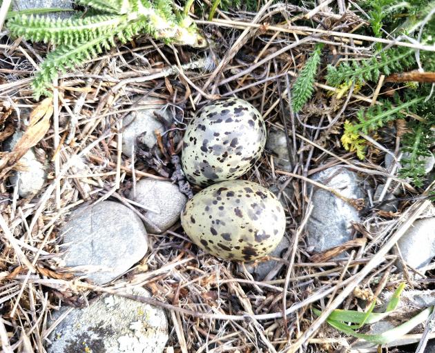 The breeding season got off to an amazing start with 360 nests. PHOTO: SUPPLIED