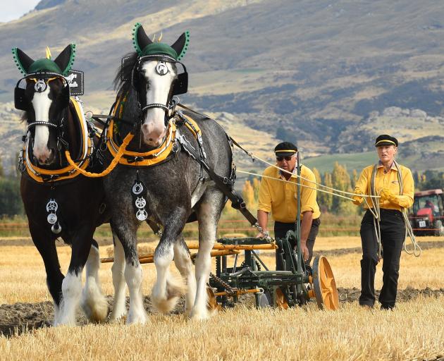 Oxford farmers John and Sharon Chynoweth compete in the horse class at the New Zealand ploughing...