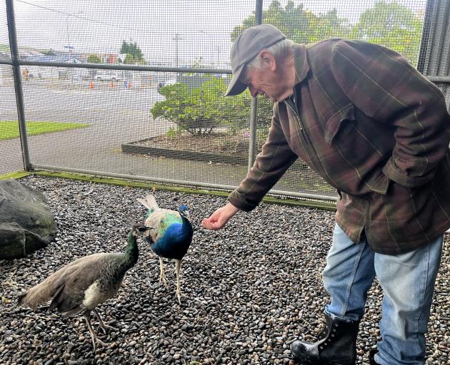 Bob Smith feeds the peacock and peahen in their enclosure in the Gore Public Gardens’ aviary....