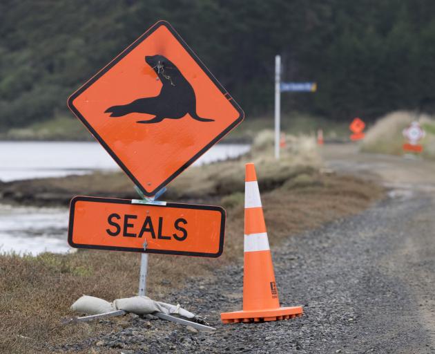 Cones and warning signs are placed near a sea lion pup and mother (not pictured) to protect them...
