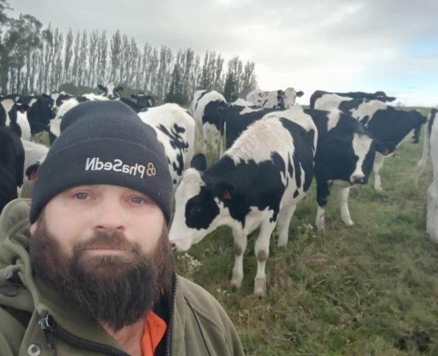 Clydevale dairy farmer Richard Ray and his herd which won the in-calf heifer section of the Royal...