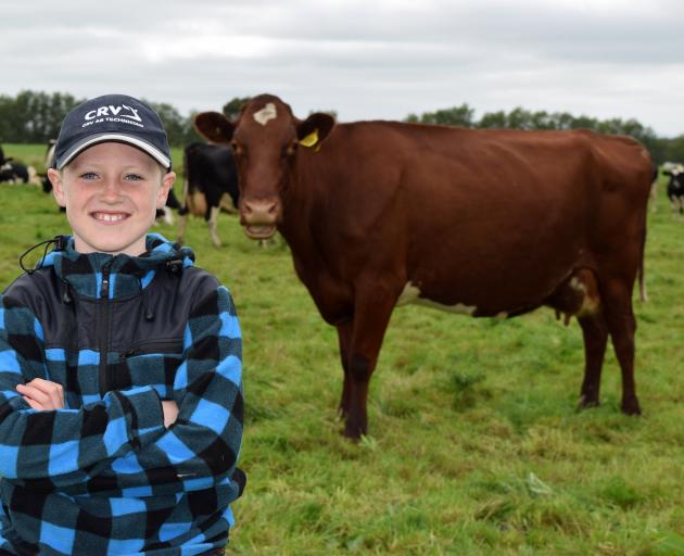 Koby Hunter and his 7-year-old pedigree Shorthorn cow Grosvenor Jedi Natie in Edendale. PHOTO:...