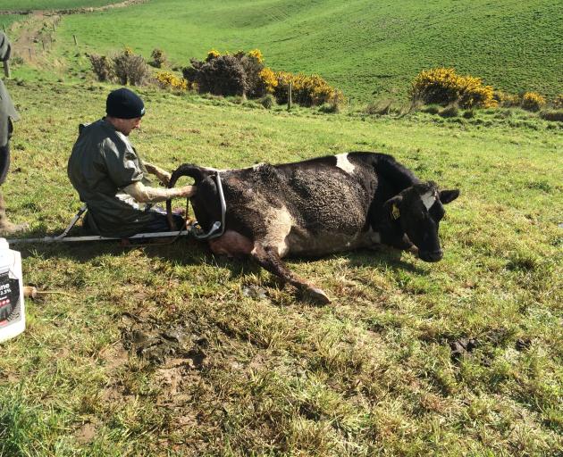 Central Southland vet Mark Bryan helps a cow during calving.